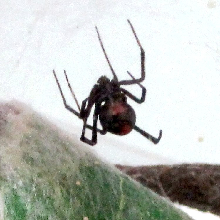 Redback Widow Spider
