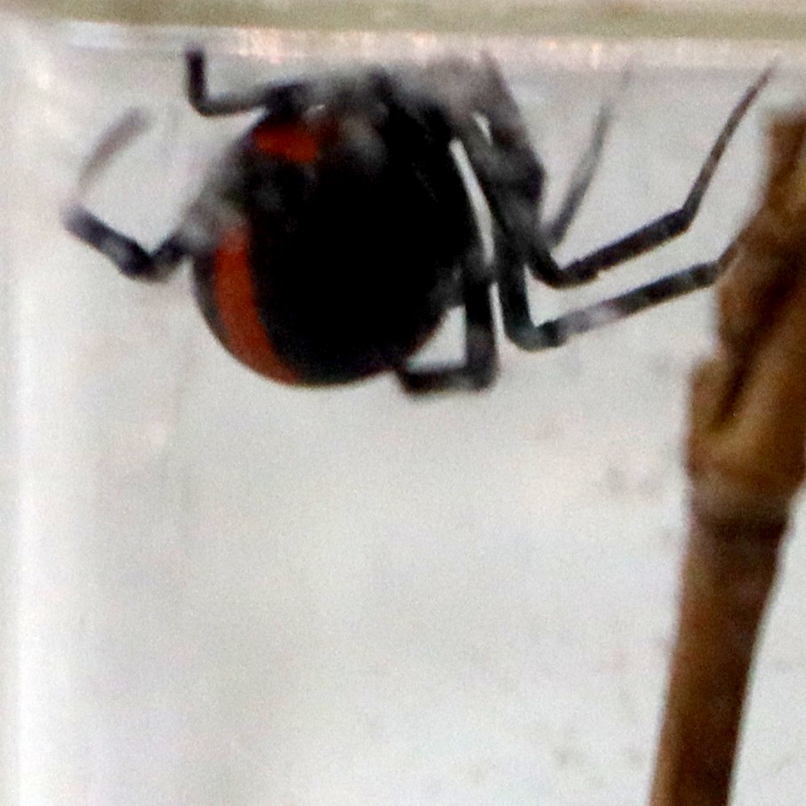 Redback Widow Spider