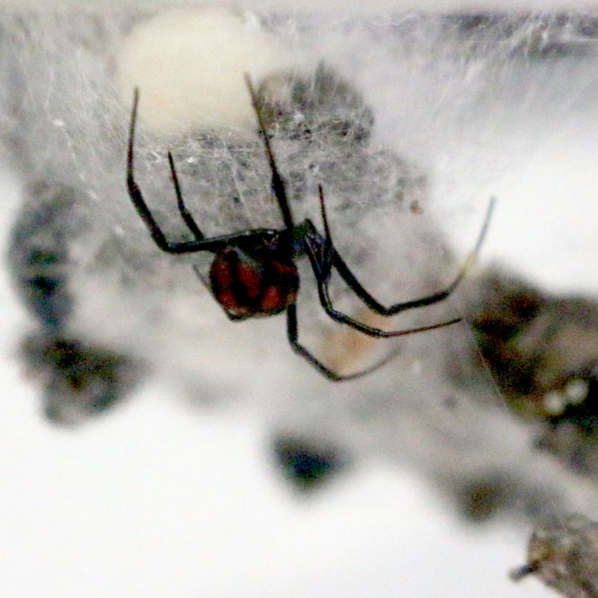 European Black Widow Spider