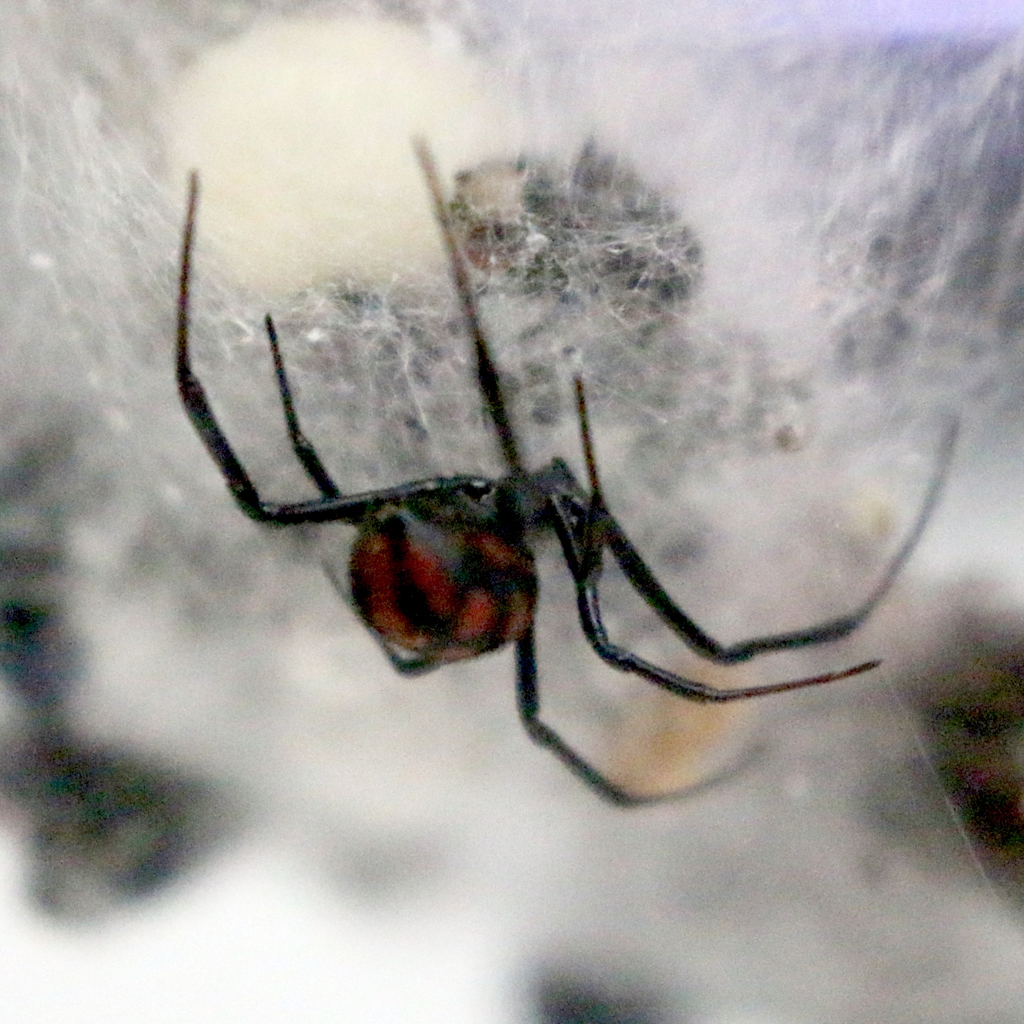 European Black Widow Spider