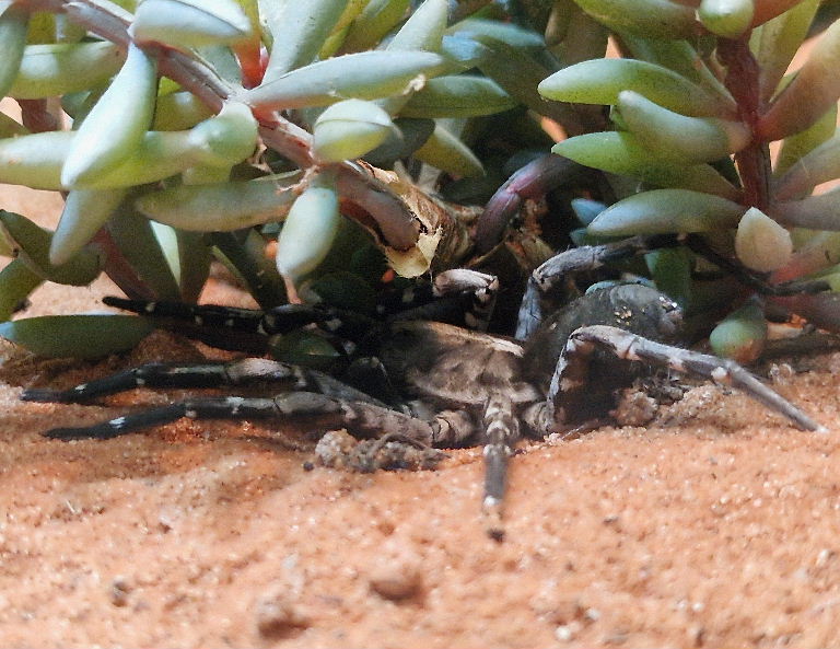 Desertas Giant Wolf Spider